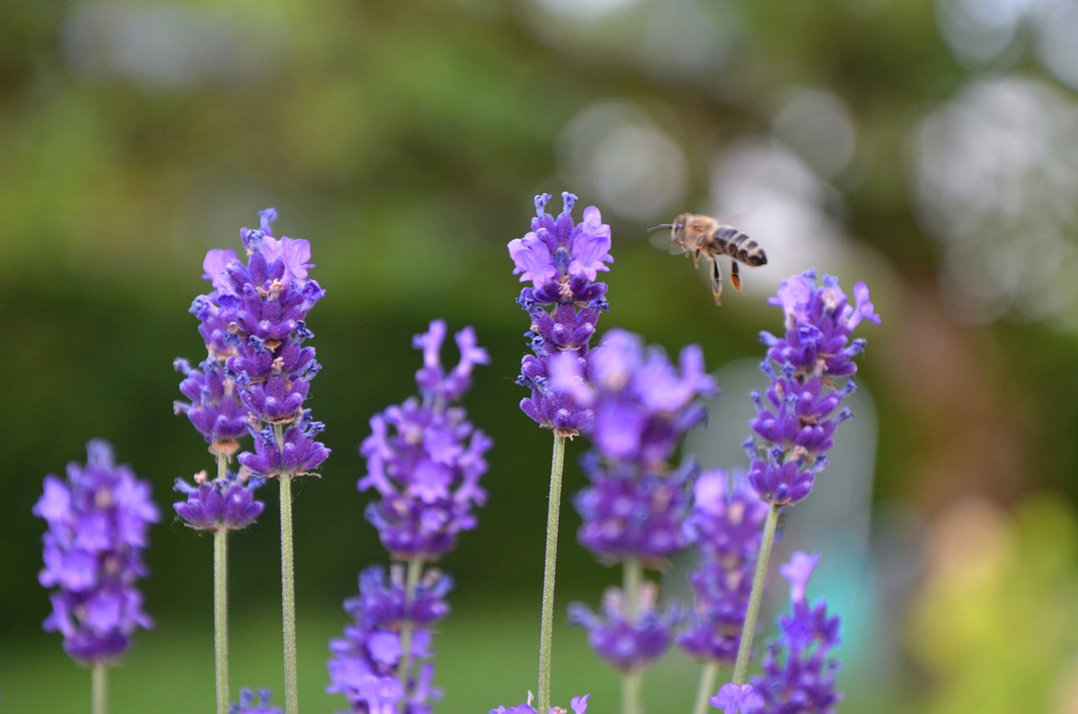 woonhome-meer-bijen-in-je-tuin-belangrijk-bloemenverstuiven