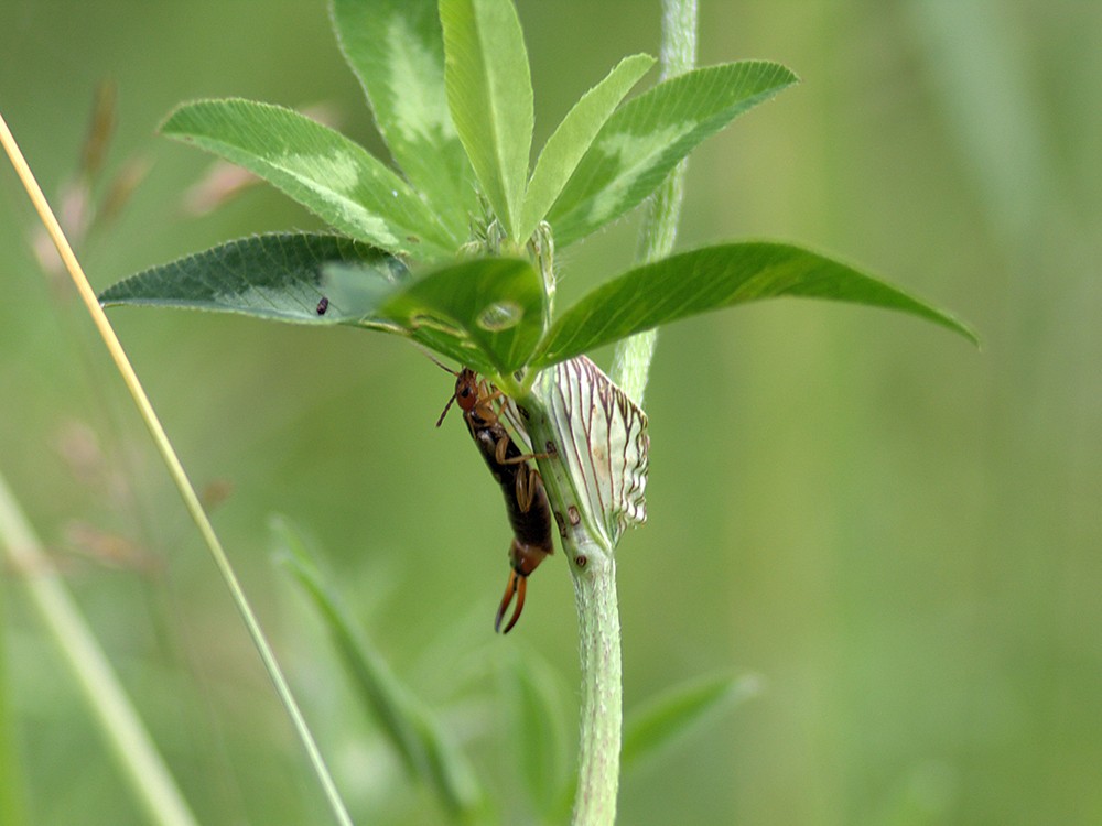 woonhome-oorwurm-tegen-bladluizen-tips-tuin-tuintips