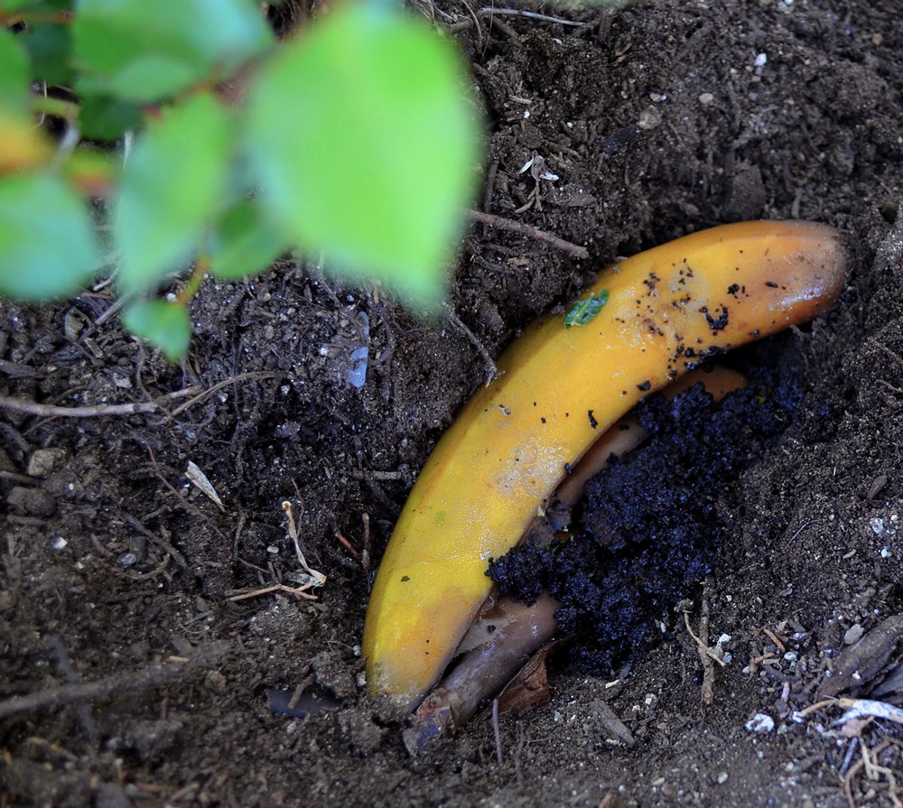 woonhome-tips-voor-in-de-tuin-bananenschil-voor-kleurrijke-rozen-rozenstruik