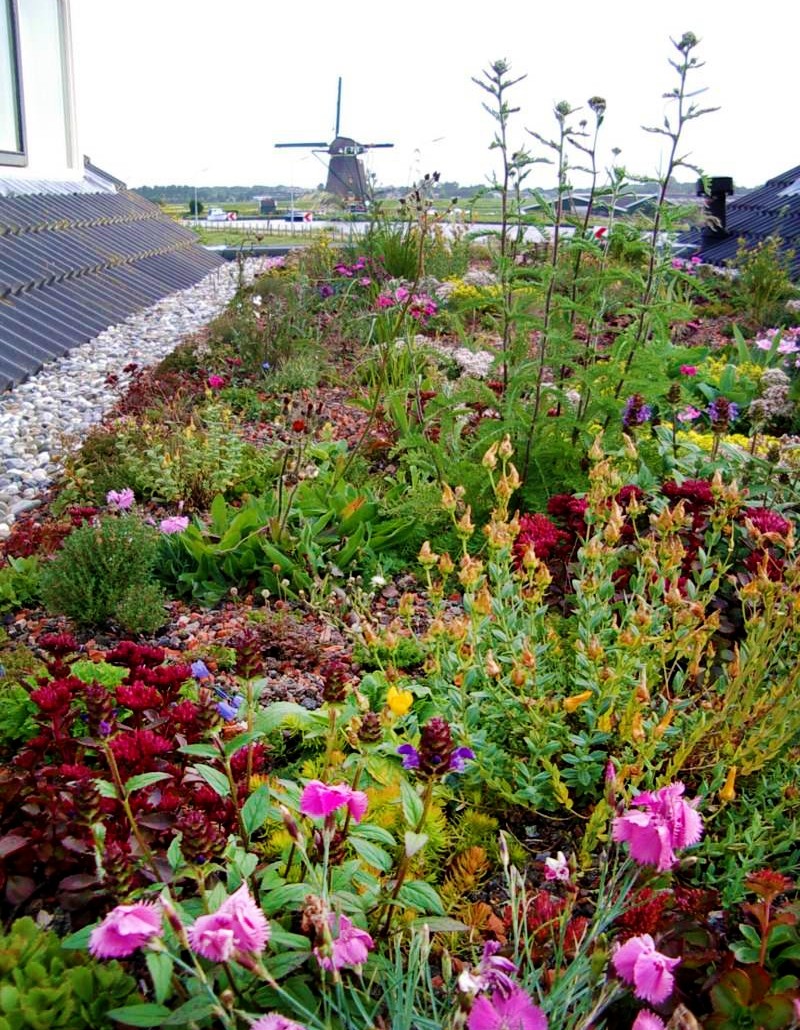 woonhome-groendak-bloemen-planten-dak-huis