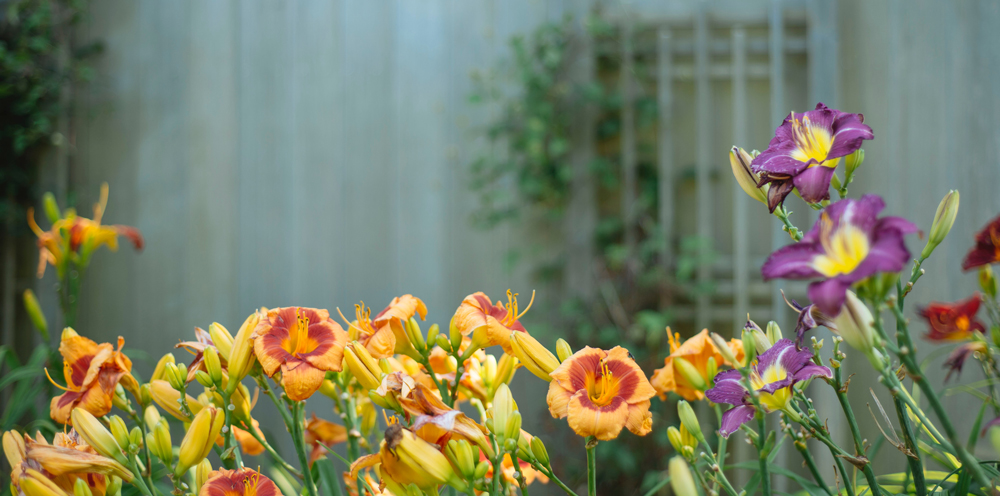 Ook een kleine tuin kun je gezellig en groen maken. Ga dan de hoogte in met planten en bloemen. Hang bloemen aan de schutting of werk met klimplanten.