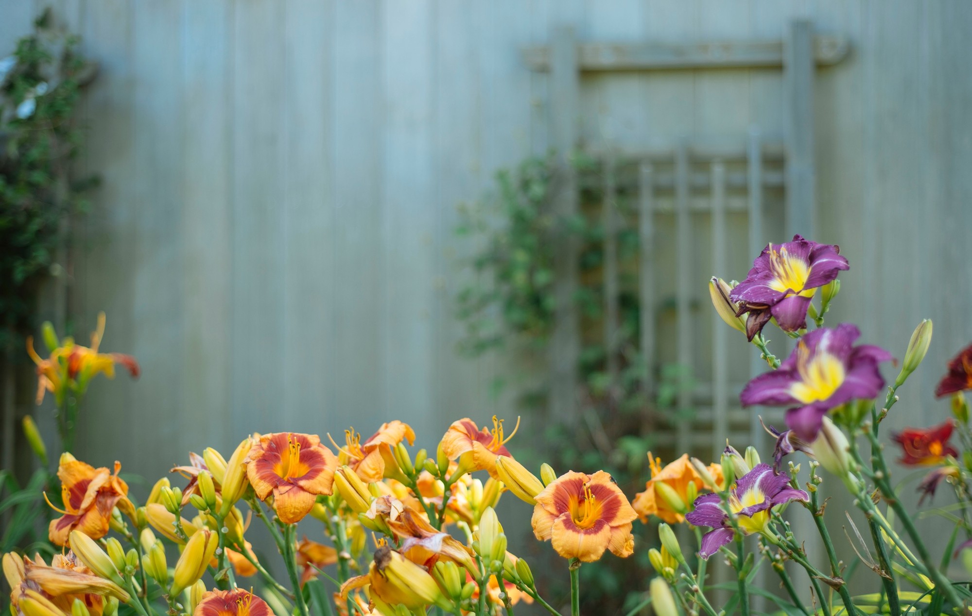 woonhome-tuin-aanleg-begroeiing-beplaning-bestrating-tuin-bloemen