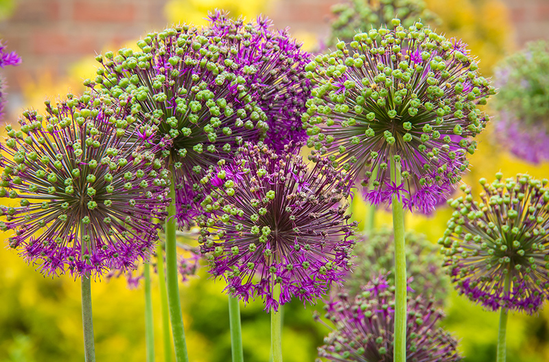 Zou toch heerlijk zijn als ook jij deze mooie bloemen in de tuin hebt staan in de zomer?