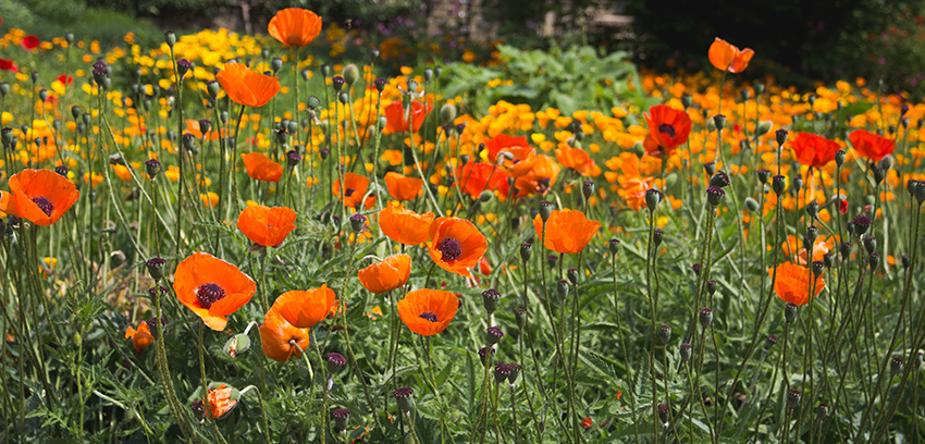 Kies de juiste bloembollen voor de mooiste tuin in de lente en zomer!