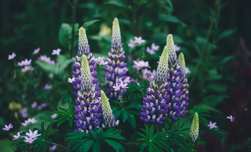 Dit is één van de levendige kleuren van de Lupine