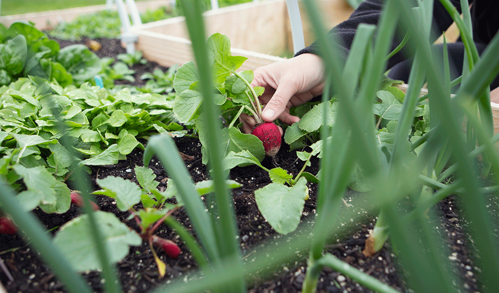 Breng de natuur terug naar je tuin, maak bijvoorbeeld een kleine moestuin.