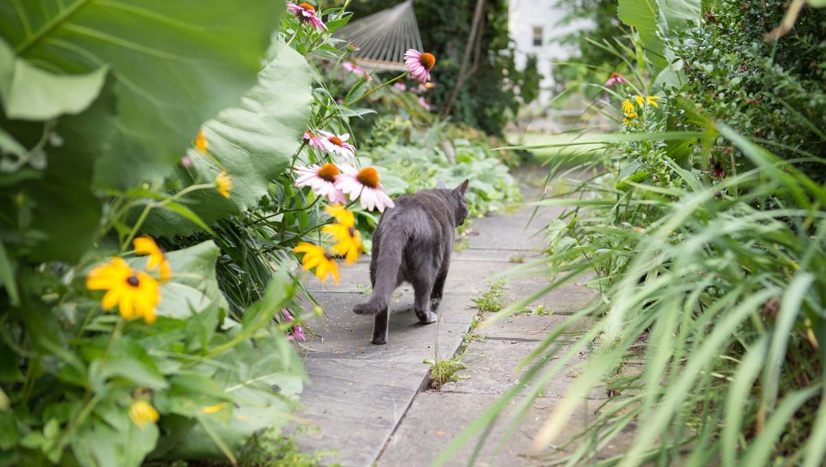 Veel katten houden niet van bepaalde planten en vermijden deze dan ook.