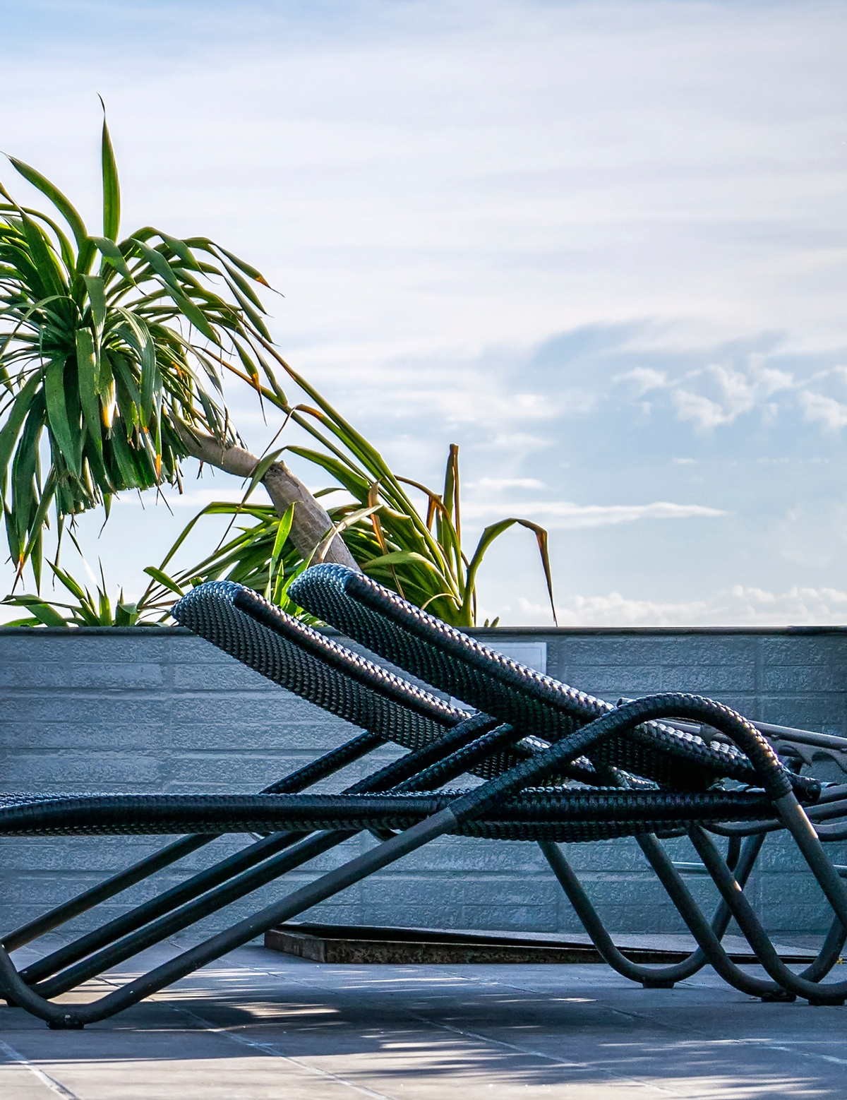 Relaxte ligstoelen met een tropische plant.