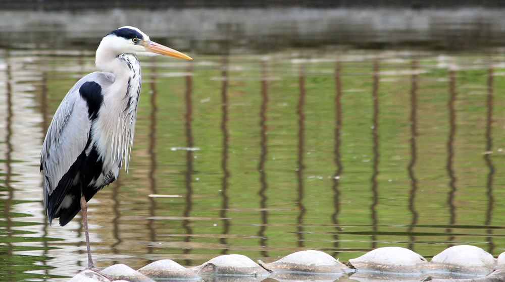 Er zijn diverse oplossingen om reigers uit je vijver te weren.