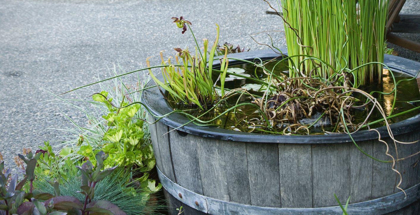 Maak een mini vijver in je tuin met deze plantenbak