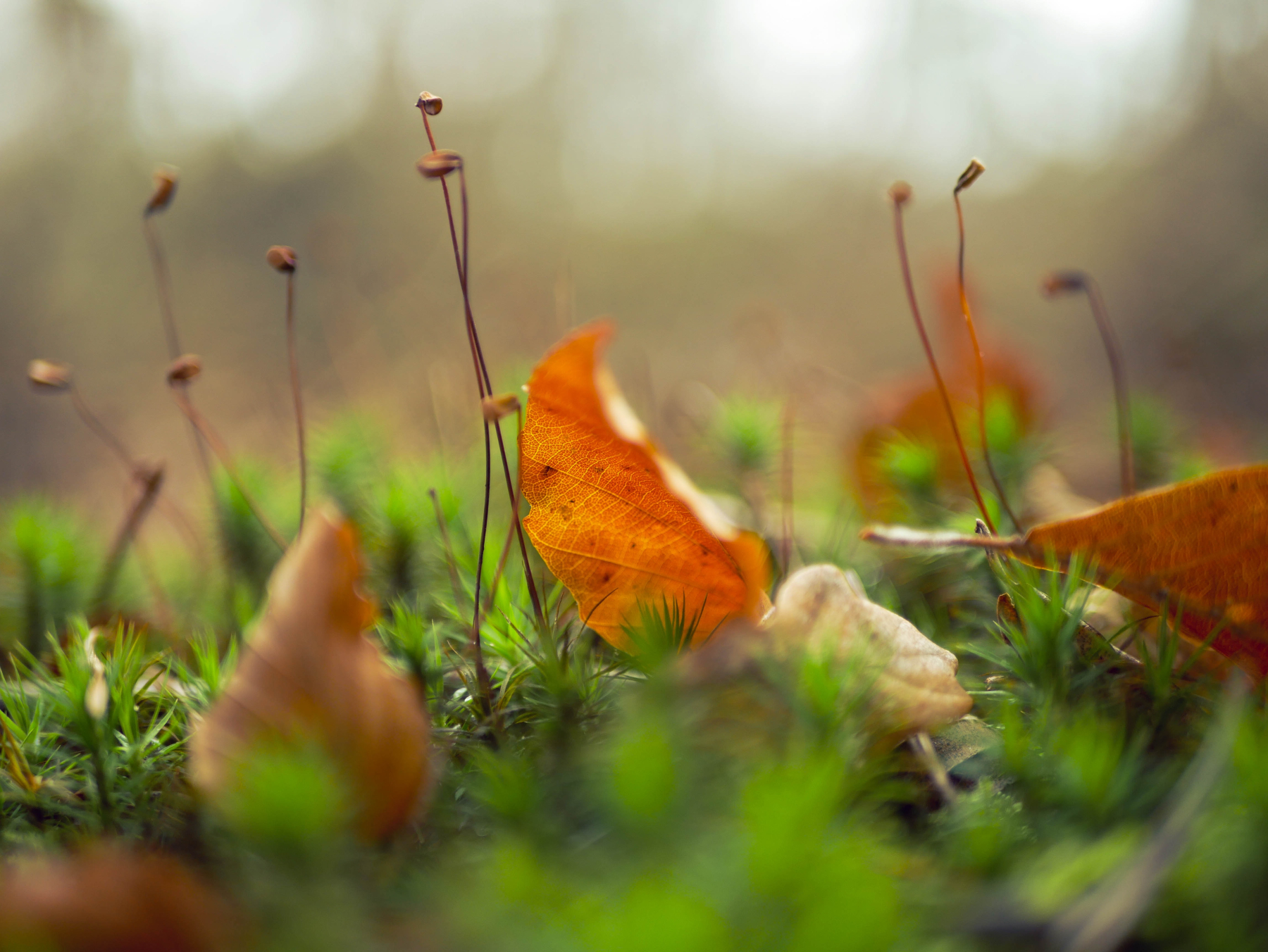 Verwjider planten om rotting te voorkomen