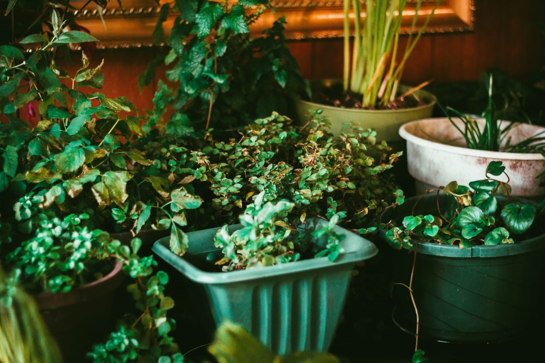 Verkies de grote groene planten boven de de kleurrijke en fleurige bloemen! Groene planten met een robuuste bloempot zorgen helemaal voor een industriële stijl.