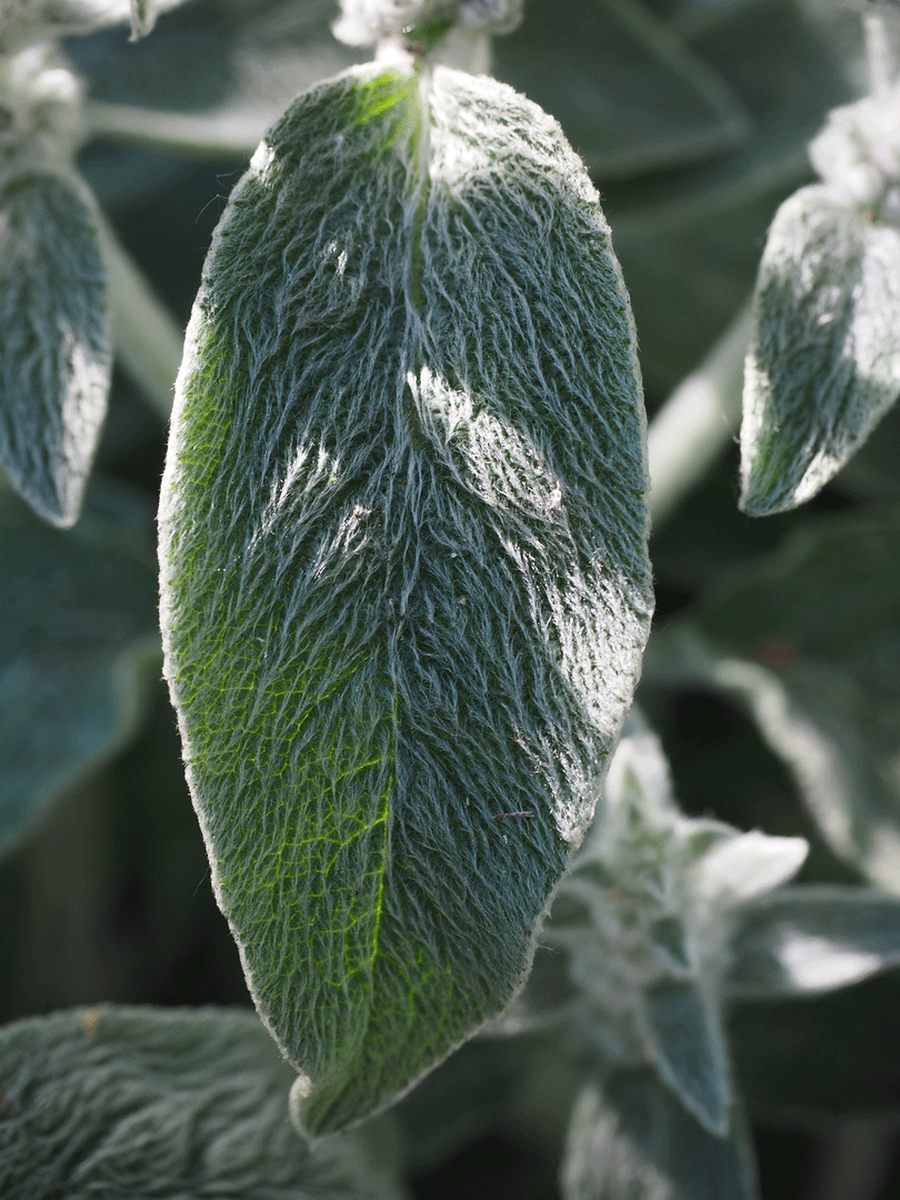 De Ezelsoor, een groene bodemdekker met bloemetjes zorgt voor een mooi geheel in jouw tuin!