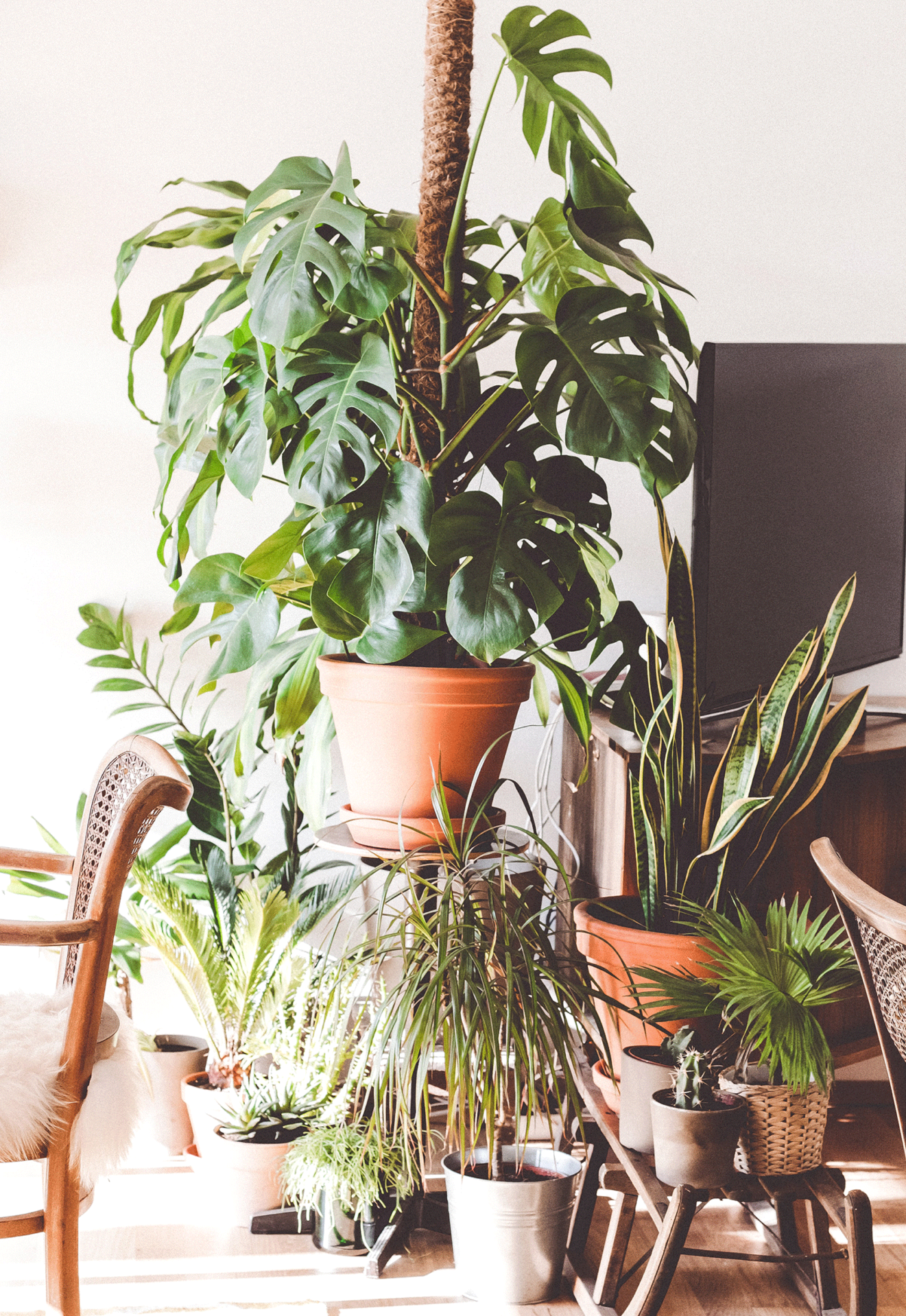 Planten zijn helemaal hip op het moment, varieer met verschillende formaten om de sfeer in jouw huis een boost te geven!