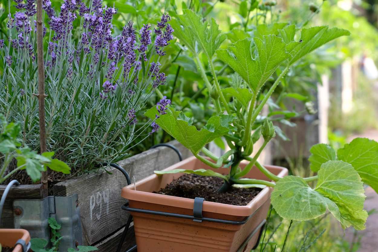 Lavendel is een mooie plant voor in de wilde tuin.