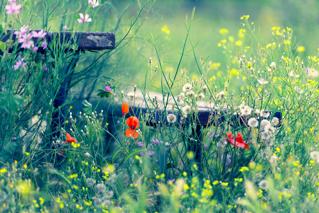 Engels gras, Echt Bitterkruid, klaprozen en egelboterbloemen zijn mooie wilde bloemen voor in je tuin. Voor een mooie wildgroei laat je bloemen en planten hun werk doen.