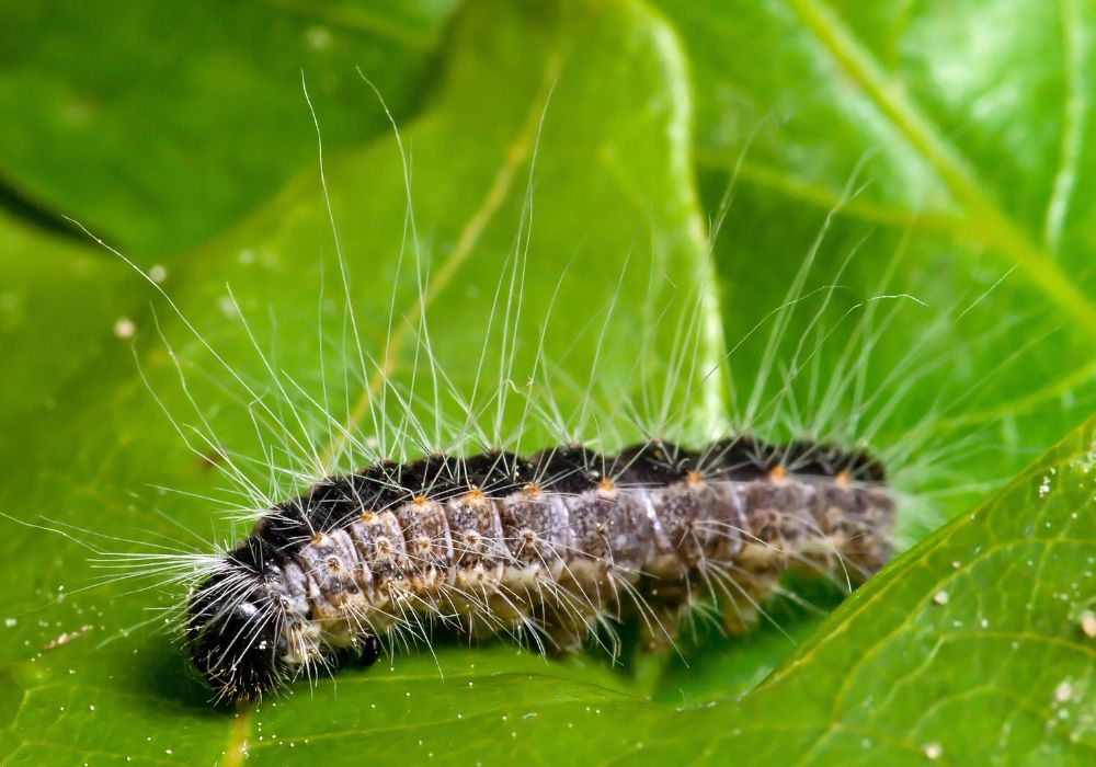 De rups heeft brandhaartjes die op je huid blijven plakken en jeuk veroorzaken.