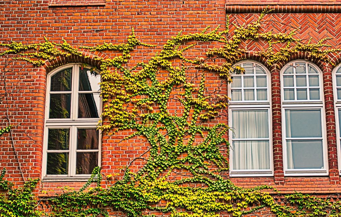 Een groene gevel is charmant maar het duurt lang voor alles volgroied is. 