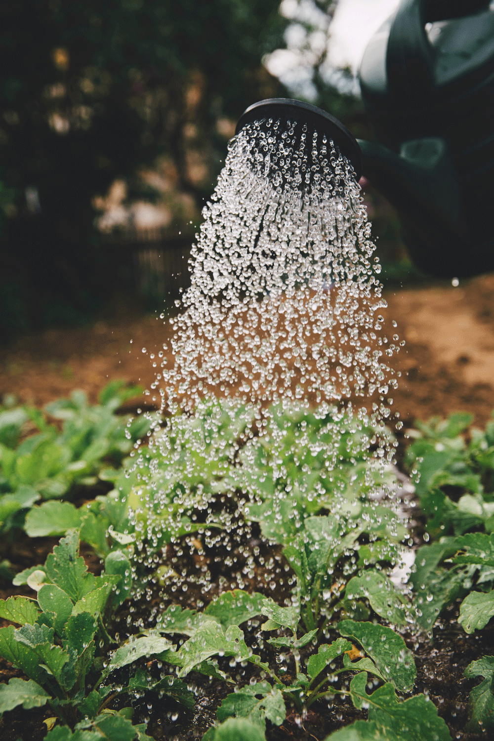 Te veel en te snel water geven kan soms zelfs averechts werken! Wacht met water geven en de plant zoekt zelf water in de grond. 