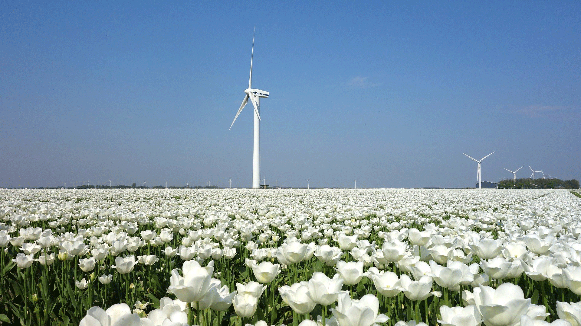 Wist je dat er in Nederland al 2300 windmolens staan? Per jaar geeft 1 windmolen energie voor 2000 huishoudens!