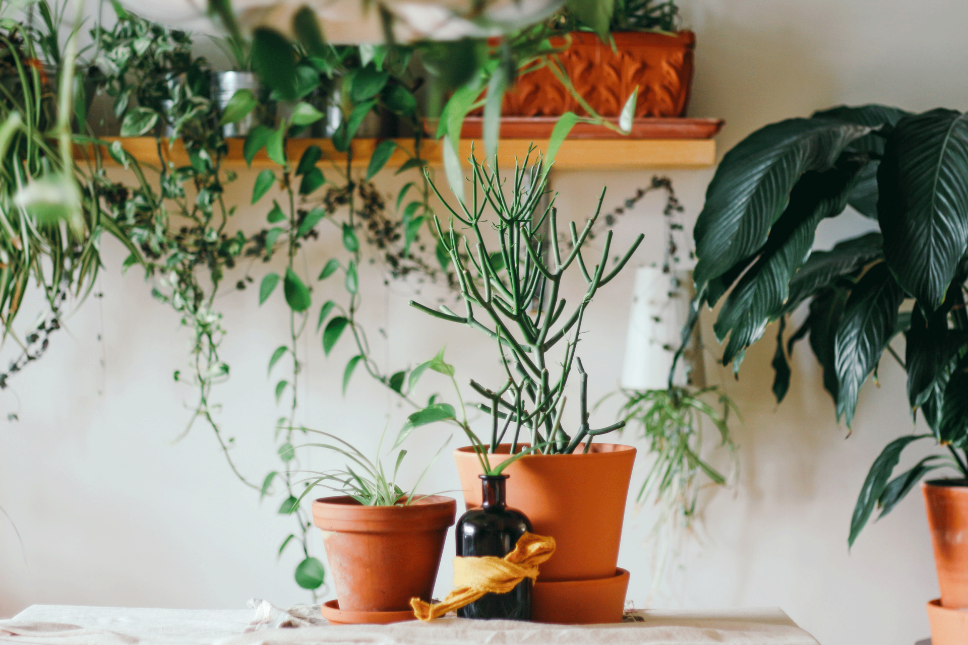 Heb jij misschien wat minder groene vingers? Dan kan je kiezen voor behang of een plantenprint in plaats van echte planten. 