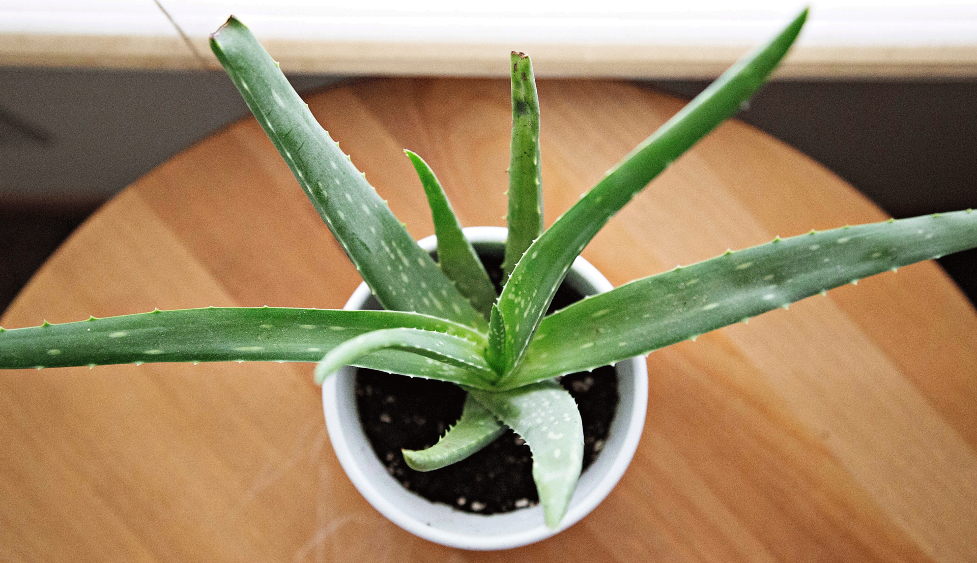 Aloe vera kamerplant