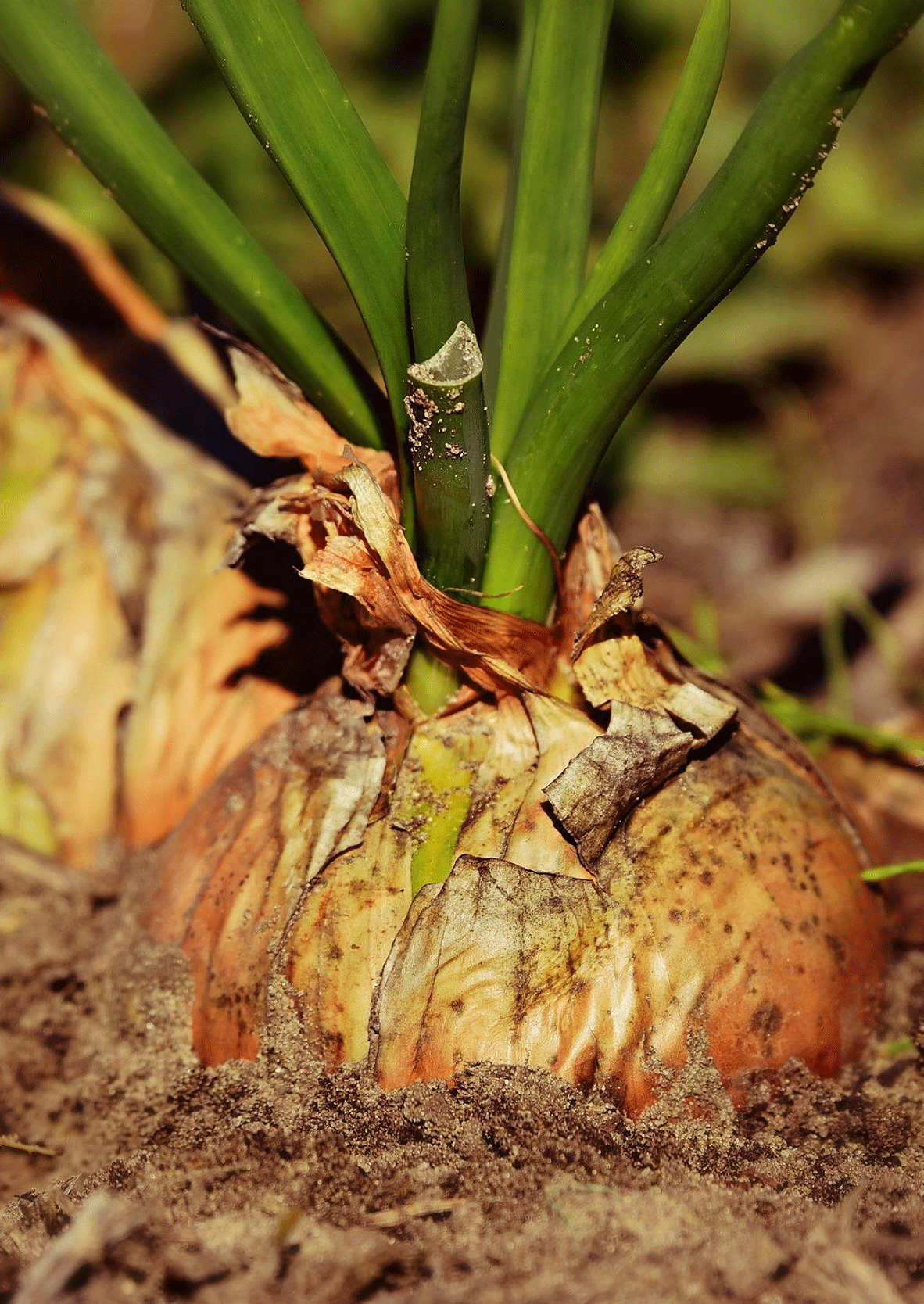 Met een moestuin kun je van alles verbouwen. 