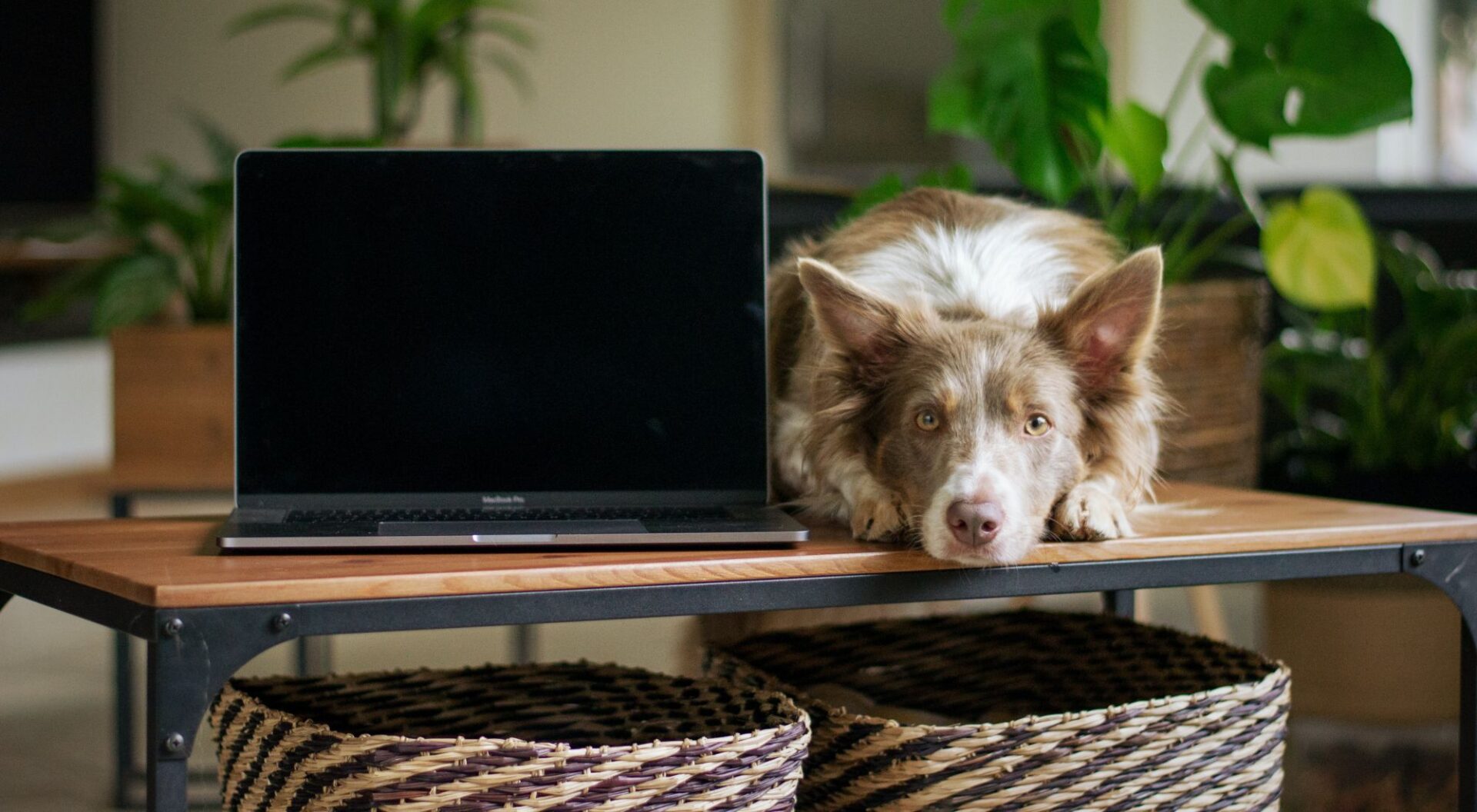 Honden zijn graag dichtbij hun baas. Zorg dat de mand bij jou in de buurt staat om te voorkomen dat de hond op gekke plekken ligt.