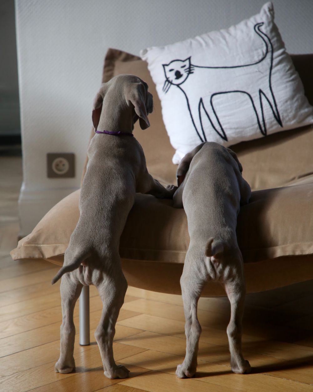 Honden kiezen vaak hun eigen plekje in huis uit.