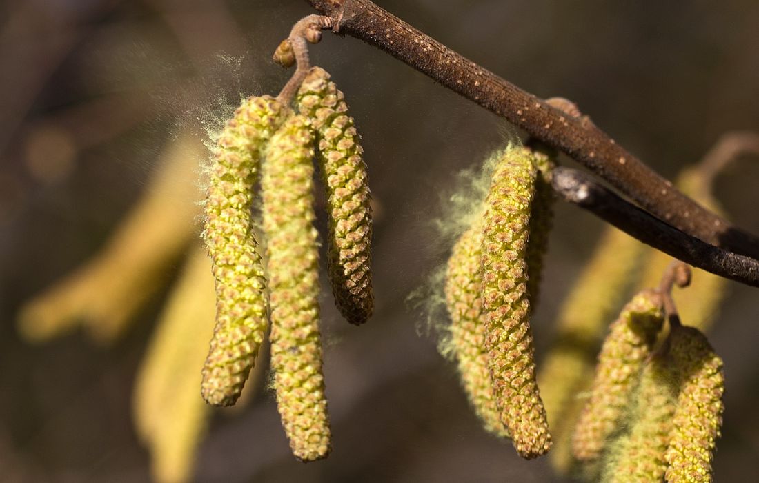 Pollen die hooikoorts veroorzaken zijn miniscuul dus zorg voor hordeuren met kleine mazen. 