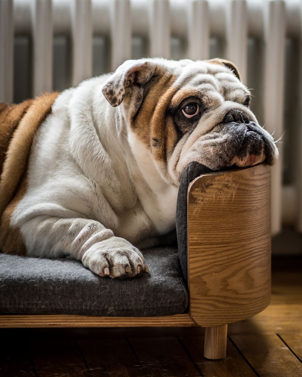 Sommige hondenkussens zien eruit als kleine bedden speciaal voor je dier.