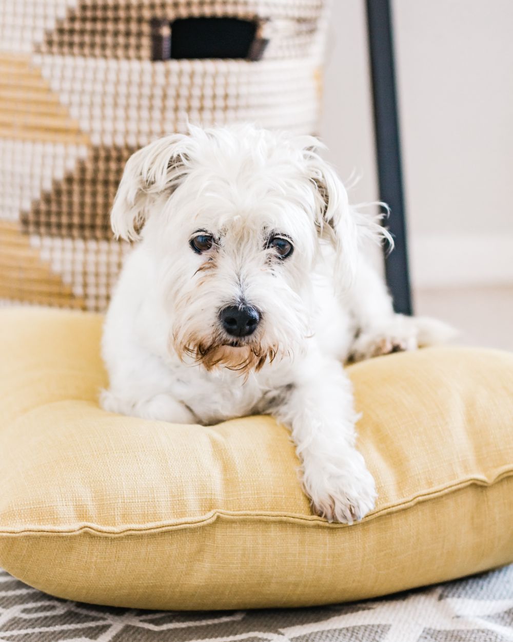 Heb je een harige hond? Zorg voor een wasbaar kussen met een afneembare hoes. 