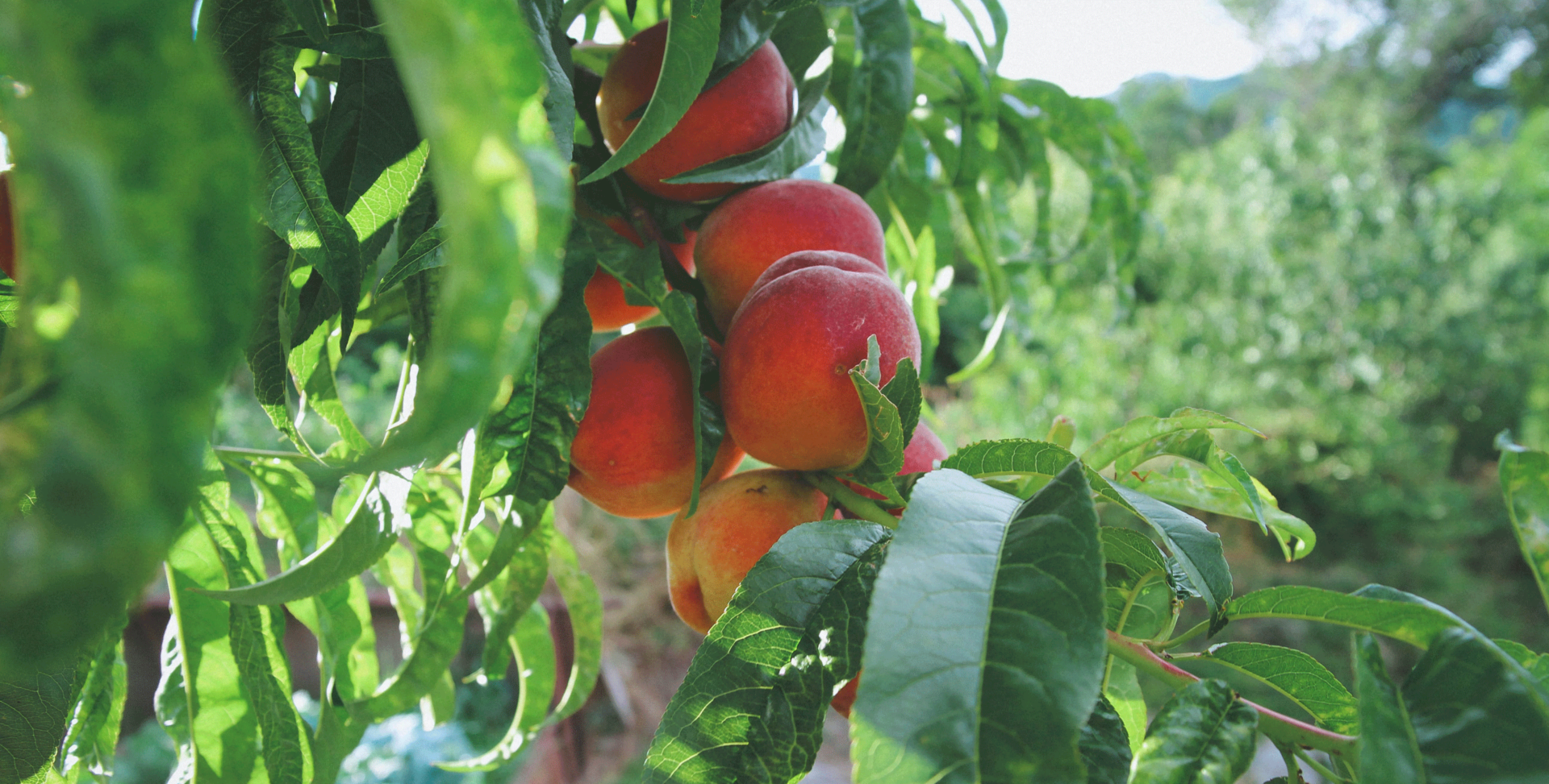 Zorg dat je je verdiept in de verschillende fruitbomen, niet elke boom past in het Nederlandse klimaat.