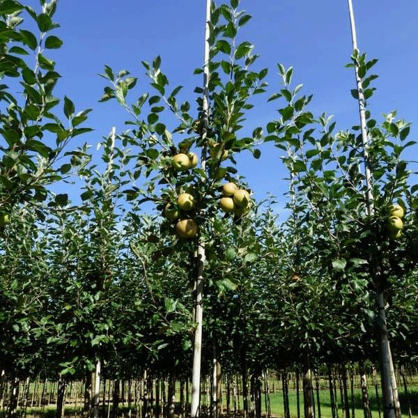 Zorg dat je de fruitboom goed de ruimte geeft om goed te groeien.