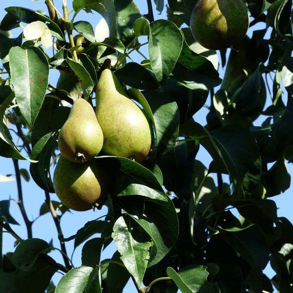 Kies het juiste moment om jouw fruitboom in de tuin te plaatsen.