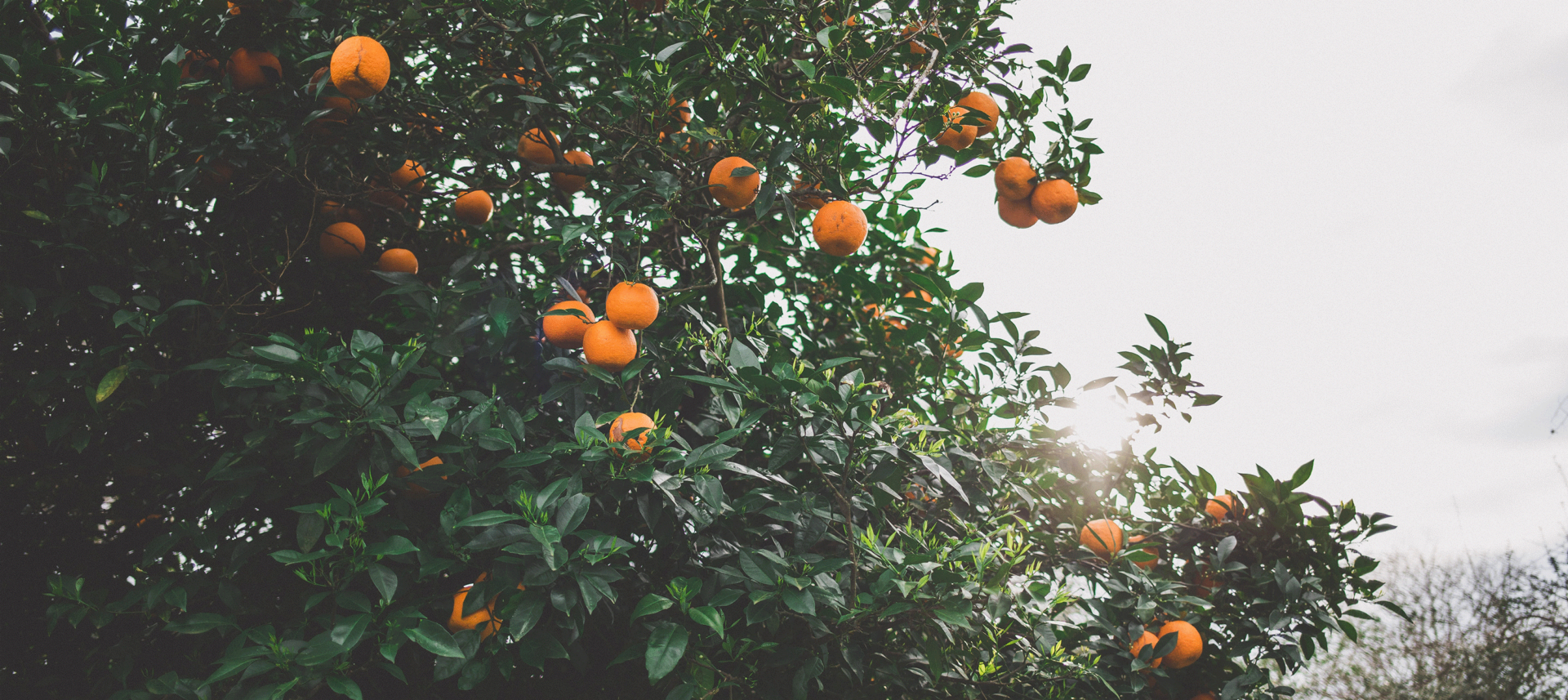 Voordat je een volgroeide fruitboom in de tuin hebt, moet je natuurlijk eerst de jonge fruitboom goed ondersteunen.