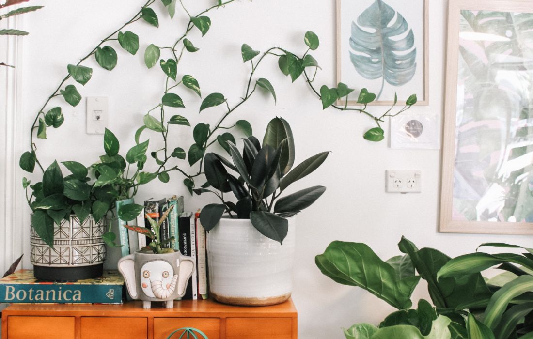 Hoe meer luchtzuiverende planten je in huis hebt, hoe sterker de werking. 