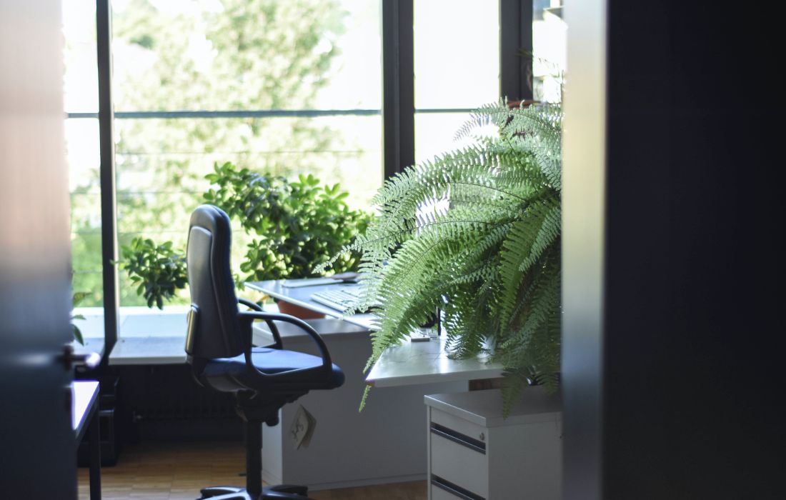 Luchtzuiverende planten in huis of op kantoor zijn goed voor je concentratie.