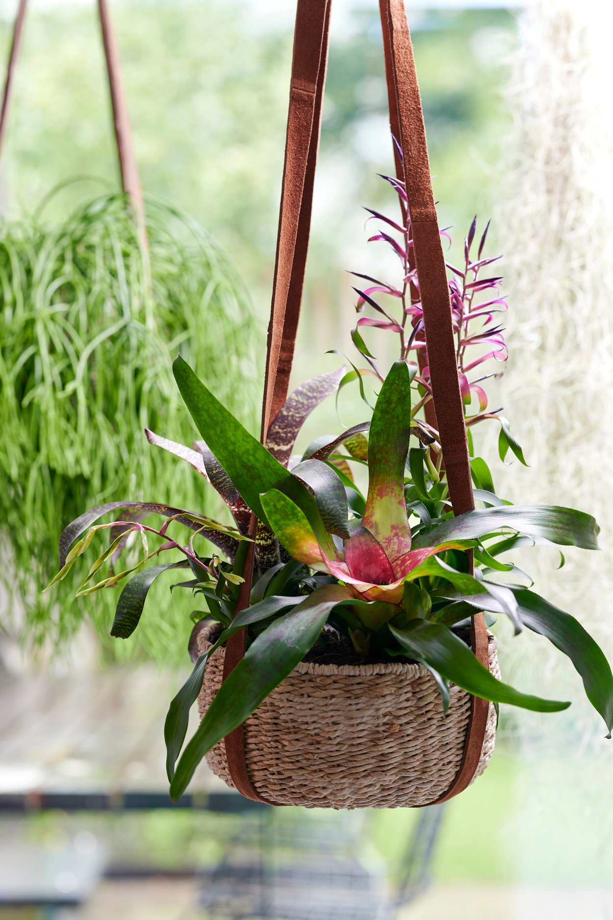 De Bromelia kamerplant kan ook uitstekend in een hangende plantenpot (hanging basket). Zo is deze exotische plant nog speelser!