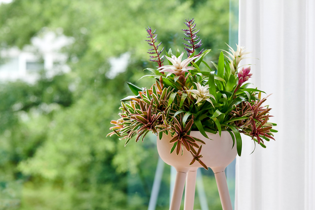 De Bromilia in een hoge plantenkop is een ware eyecatcher in huis. 