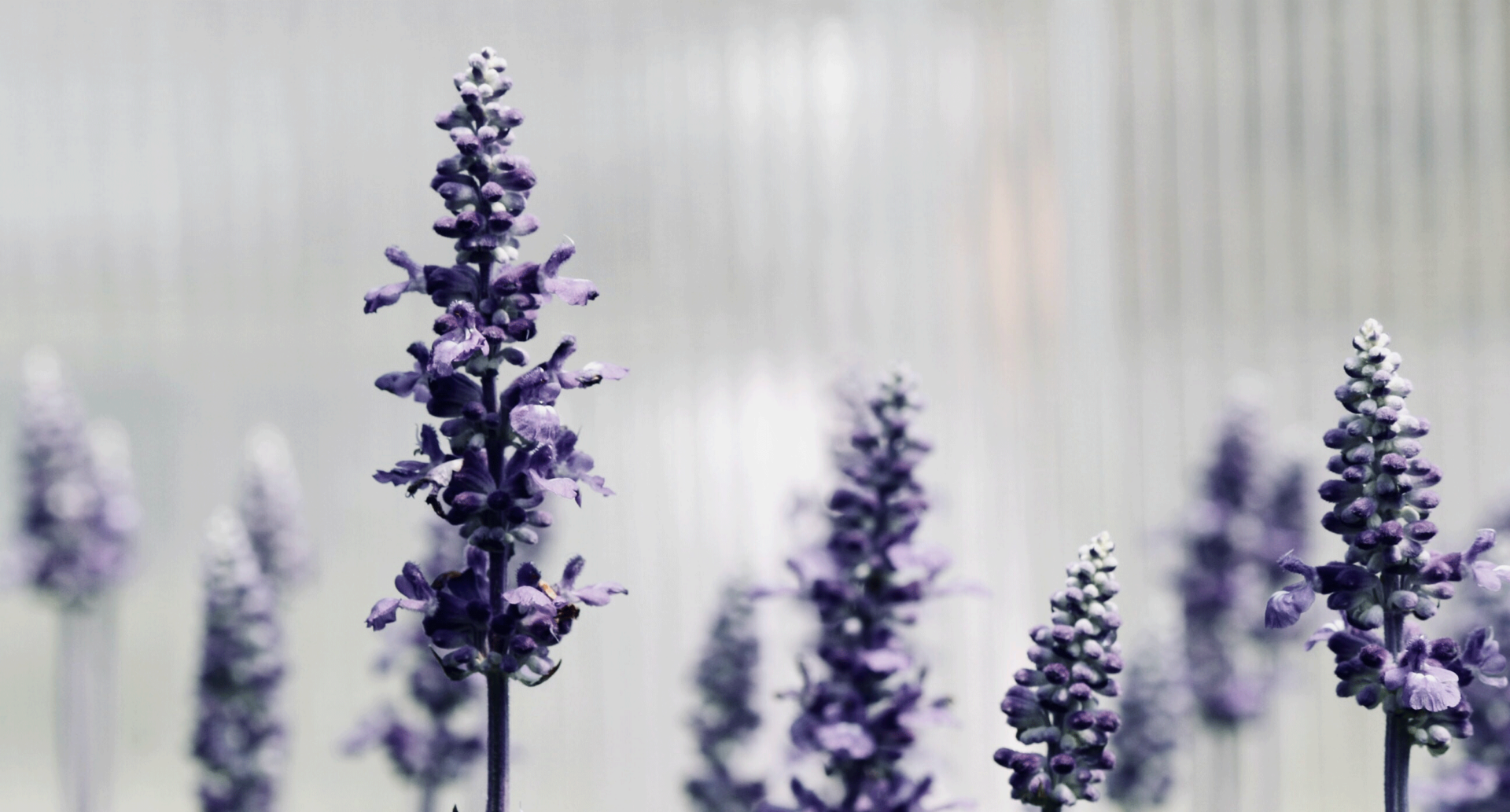 Veel planten en bloemen in de slaapkamer is helemaal in. Een lavendelplant is niet alleen erg mooi en ruikt lekker maar helpt ook nog eens om muggen weg te houden.