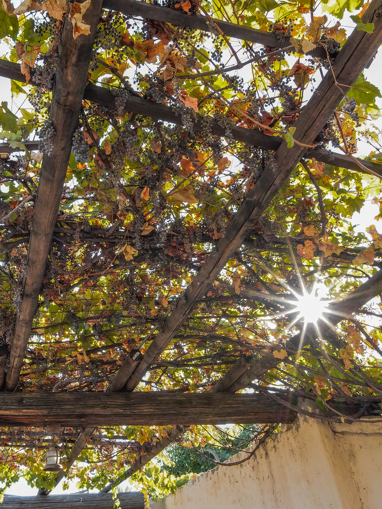 De druivenplant is een perfecte klimplant voor een pergola.