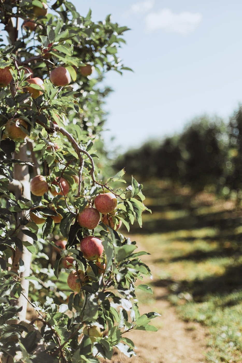 woonhome-fruitboom-bomendael-Appelboom-Gravenstein-19