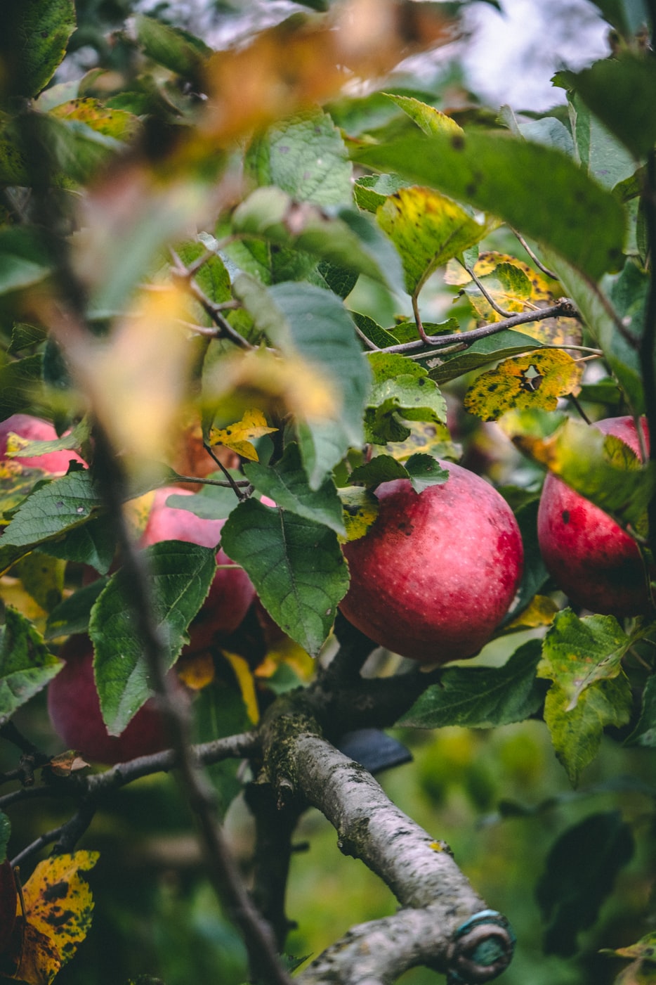 woonhome-fruitboom-bomendael-Appelboom-Gravenstein-8