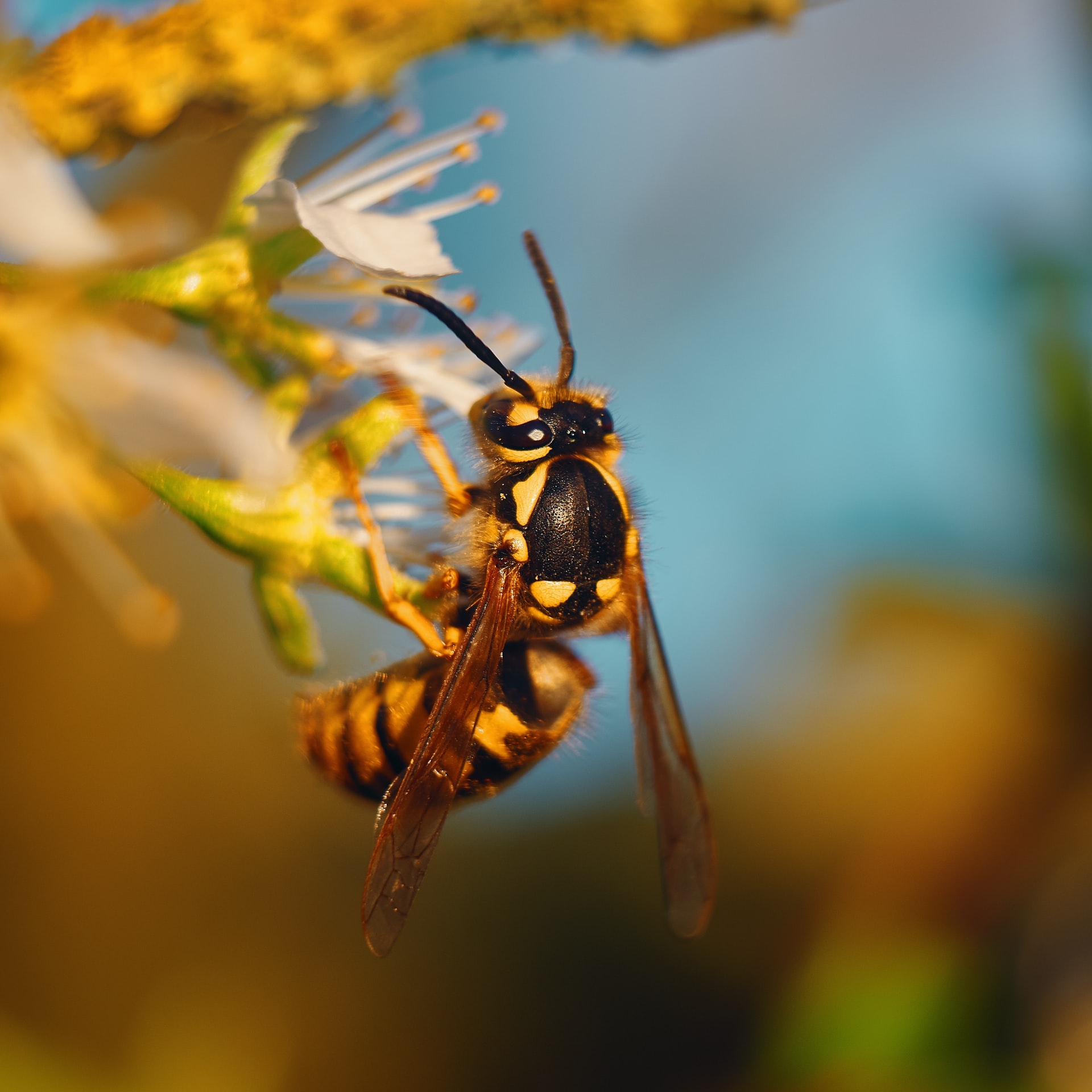 Wespen, het zijn hele nuttige diertjes en helpen tegen insecten. Toch zien we ze liever niet teveel in onze eigen tuin.