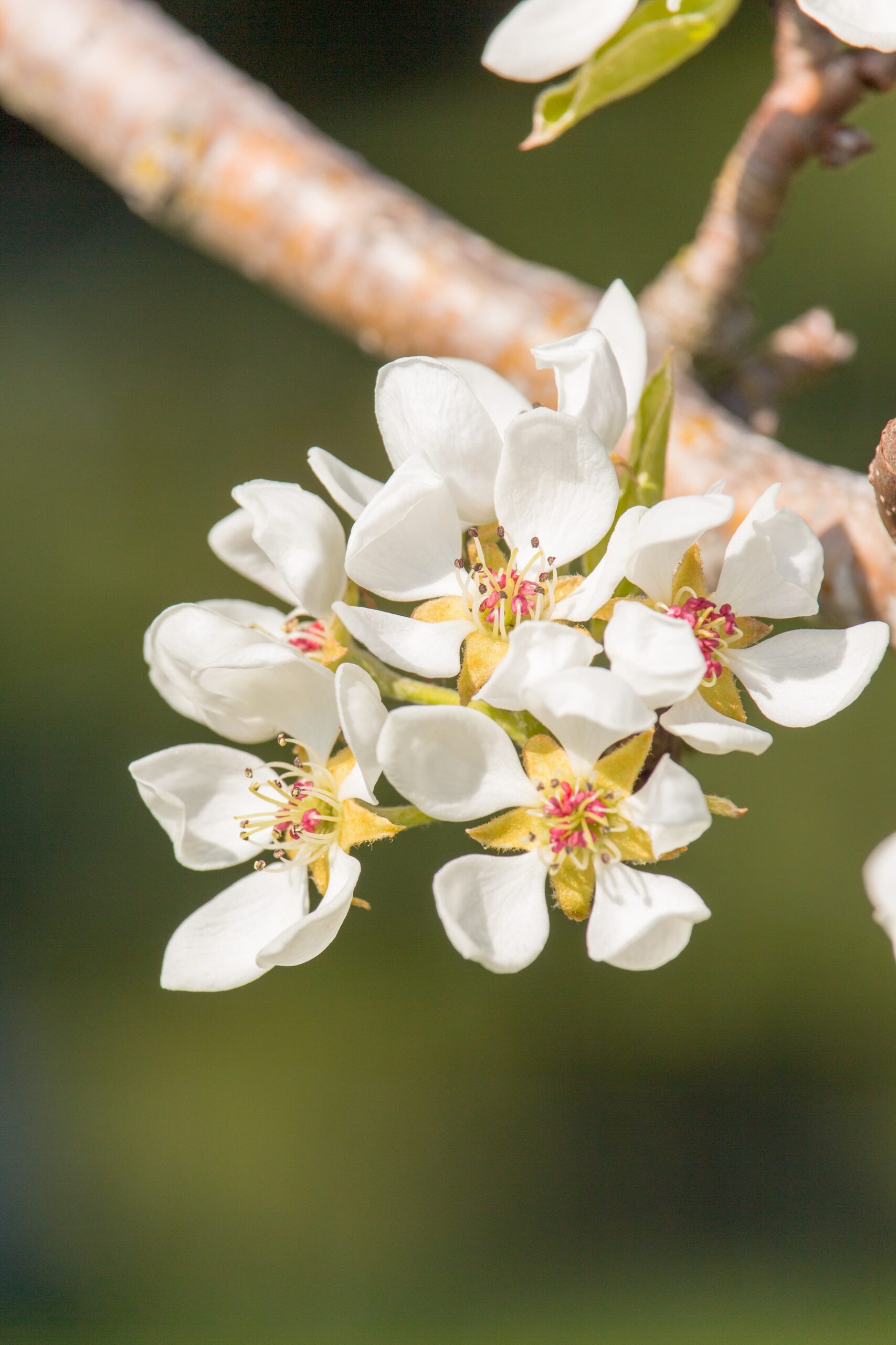 woonhome-perenboom-fruitbomen-betuwebomen-perenbloesem-appelbloesem-tuininspiratie-1