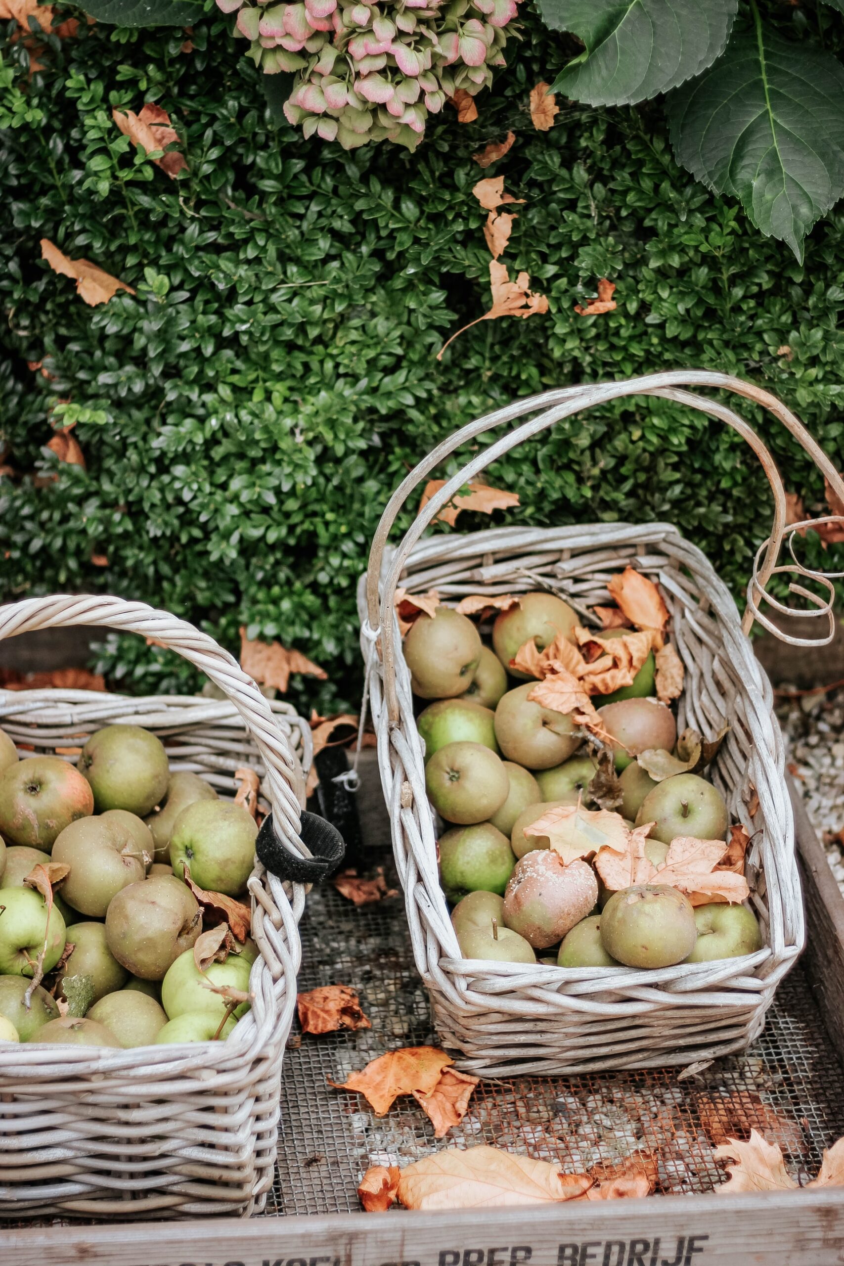 woonhome-perenboom-fruitbomen-betuwebomen-perenbloesem-appelbloesem-tuininspiratie-2