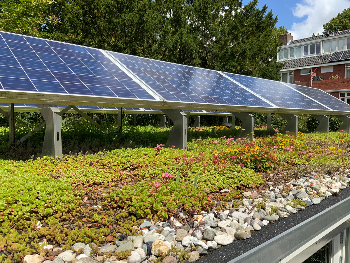 Nog een voordeel: zonnepanelen leveren meer rendement opleveren op een sedumdak, dankzij de verkoelende werking van de vetplanten.