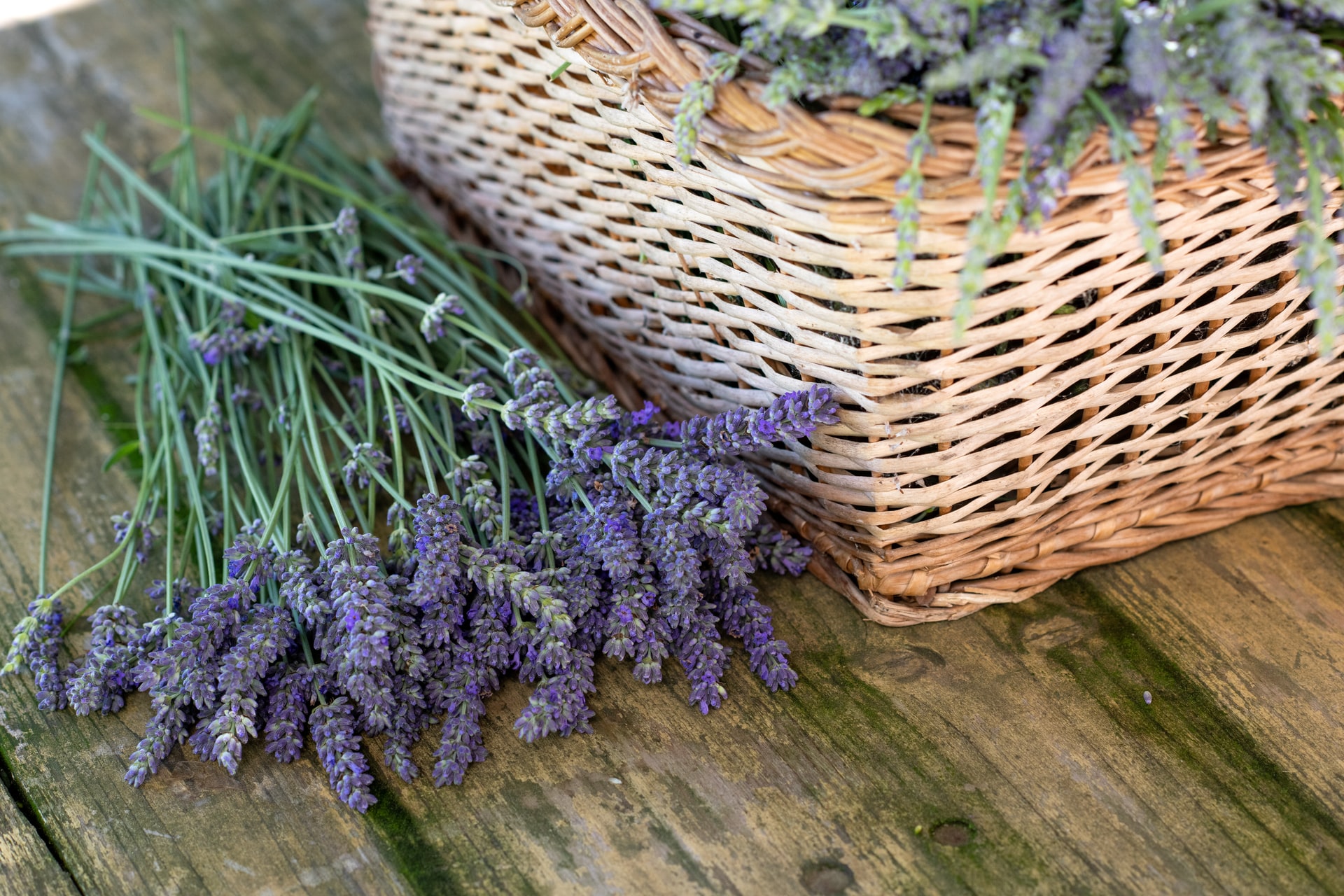 woonhome-geurwolkje-lavendel-geuren-in-huis-1.