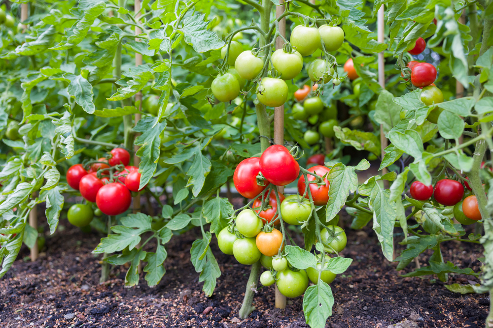 woonhome-kindvriendelijke-tuin-moestuin-tomaten-kweken-in-de-tuin-inspiratie-1